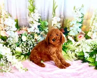 Elvis, a male Poodle - Standard  for sale in Dothan, AL – Photo 2 of 7