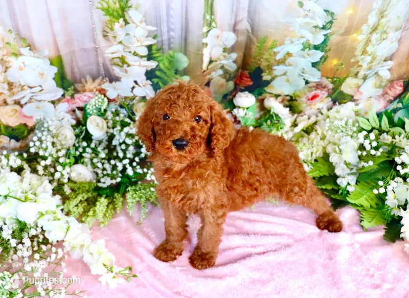 Elvis – Poodle - Standard  puppy for sale in Dothan, AL