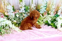 Elvis, a male Poodle - Standard  for sale in Dothan, AL – Photo 5 of 7