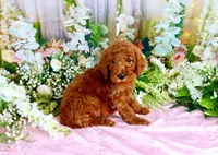 Elvis, a male Poodle - Standard  for sale in Dothan, AL – Photo 6 of 7