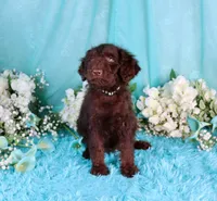 Caleb, a male Poodle - Miniature  for sale in Dothan, AL – 7 of 10