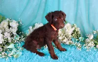 Carlton, a male Poodle - Miniature  for sale in Dothan, AL – 3 of 10