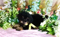 Bessy Yellow, a female Miniature Bernedoodle for sale in Dothan, AL – 4 of 10