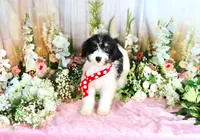 Brooky Red, a female Miniature Bernedoodle for sale in Dothan, AL – 10 of 10