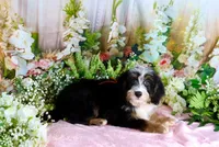 Brady Orange, a male Miniature Bernedoodle for sale in Dothan, AL – 8 of 10