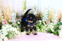 Billy Blue, a male Miniature Bernedoodle for sale in Dothan, AL – 5 of 10
