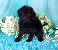 Cali, a female Poodle - Miniature  for sale in Dothan, AL – 8 of 10