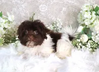 Elsy, a female Havanese for sale in Dothan, AL – Photo 6 of 7