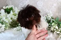 Elsy, a female Havanese for sale in Dothan, AL – Photo 7 of 7