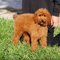 Fred, a male Poodle - Standard  for sale in Dothan, AL – Photo 4 of 8