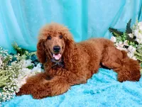 Fred, a male Poodle - Standard  for sale in Dothan, AL – Photo 2 of 10