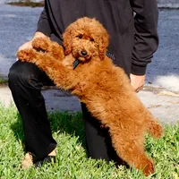 Fred, a male Poodle - Standard  for sale in Dothan, AL – Photo 8 of 8
