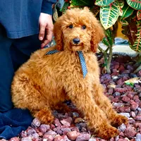 Fred, a male Poodle - Standard  for sale in Dothan, AL – Photo 2 of 8