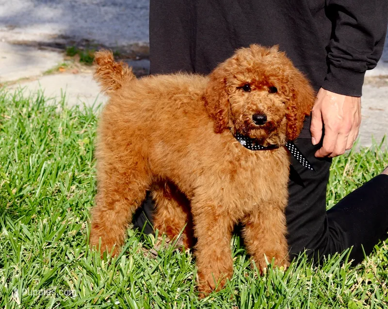 Fred – Poodle - Standard  puppy for sale in Dothan, AL