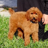 Fred, a male Poodle - Standard  for sale in Dothan, AL – Photo 1 of 8