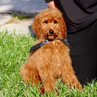 Fred, a male Poodle - Standard  for sale in Dothan, AL – Photo 7 of 8