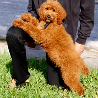 Fred, a male Poodle - Standard  for sale in Dothan, AL – Photo 6 of 8