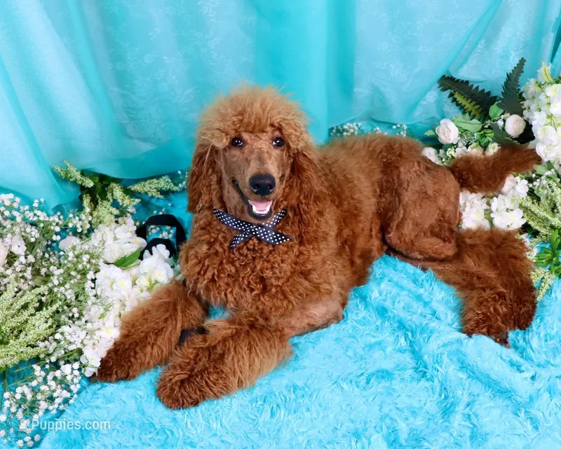 Fred – Poodle - Standard  puppy for sale in Dothan, AL