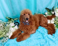 Fred, a male Poodle - Standard  for sale in Dothan, AL – Photo 1 of 10