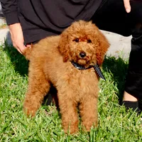 Fred, a male Poodle - Standard  for sale in Dothan, AL – Photo 5 of 8