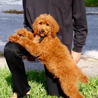 Fred, a male Poodle - Standard  for sale in Dothan, AL – Photo 3 of 8