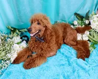 Fred, a male Poodle - Standard  for sale in Dothan, AL – Photo 4 of 10