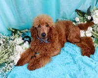 Fred, a male Poodle - Standard  for sale in Dothan, AL – Photo 6 of 10