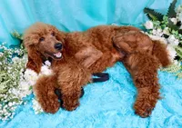 Fred, a male Poodle - Standard  for sale in Dothan, AL – Photo 5 of 10