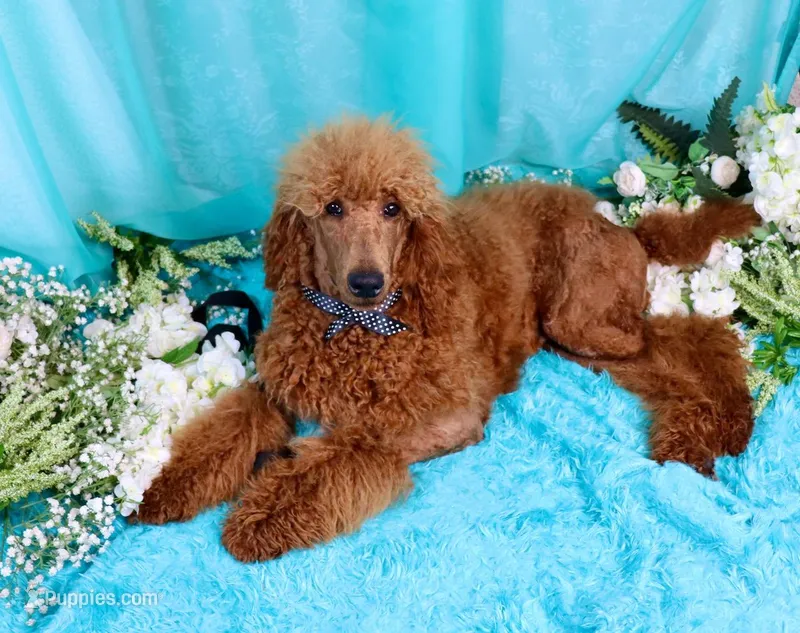 Fred – Poodle - Standard  puppy for sale in Dothan, AL