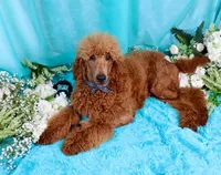 Fred, a male Poodle - Standard  for sale in Dothan, AL – Photo 3 of 10