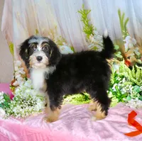 Brady Orange, a male Miniature Bernedoodle for sale in Dothan, AL – 10 of 10