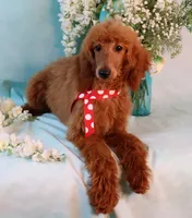 processed/7452b8a1-6a5d-45ec-aa67-33b726ded4ea/listing/e0feb561-660d-4d6f-af1d-6ba6f8ba8d30/14b8e8e2-810f-443e-943f-d4ad355fa045