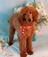 processed/7452b8a1-6a5d-45ec-aa67-33b726ded4ea/listing/e0feb561-660d-4d6f-af1d-6ba6f8ba8d30/df3af273-6b25-43a7-95a9-089f6ddcf0ce