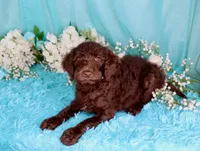 Cathy, a female Poodle - Miniature  for sale in Dothan, AL – 2 of 10