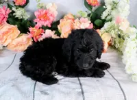 Willie On Hold, a male Miniature Bernedoodle for sale in Dothan, AL – Photo 4 of 10