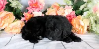 Willie On Hold, a male Miniature Bernedoodle for sale in Dothan, AL – Photo 8 of 10