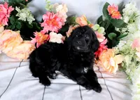 Willie On Hold, a male Miniature Bernedoodle for sale in Dothan, AL – Photo 1 of 10