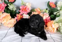 Willie On Hold, a male Miniature Bernedoodle for sale in Dothan, AL – Photo 9 of 10