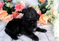 Willie On Hold, a male Miniature Bernedoodle for sale in Dothan, AL – Photo 2 of 10