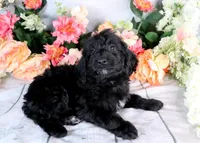 Willie On Hold, a male Miniature Bernedoodle for sale in Dothan, AL – Photo 5 of 10