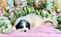 Benny Lt. Blue, a male Miniature Bernedoodle for sale in Dothan, AL – 4 of 10