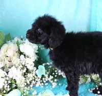 Capri, a female Poodle - Miniature  for sale in Dothan, AL – 2 of 10