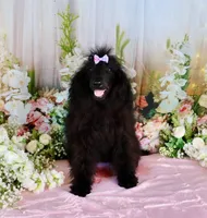 Milan, a female Poodle - Miniature  for sale in Dothan, AL – Photo 8 of 10