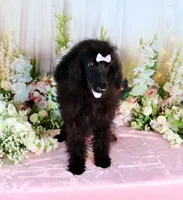 Milan, a female Poodle - Miniature  for sale in Dothan, AL – Photo 4 of 10