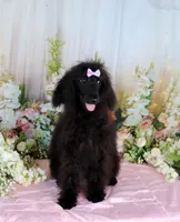 Milan, a female Poodle - Miniature  for sale in Dothan, AL – Photo 1 of 10
