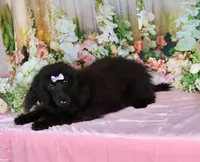 Milan, a female Poodle - Miniature  for sale in Dothan, AL – Photo 6 of 10