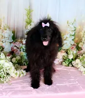 Milan, a female Poodle - Miniature  for sale in Dothan, AL – Photo 9 of 10