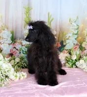 Milan, a female Poodle - Miniature  for sale in Dothan, AL – Photo 5 of 10
