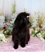 Milan, a female Poodle - Miniature  for sale in Dothan, AL – Photo 3 of 10