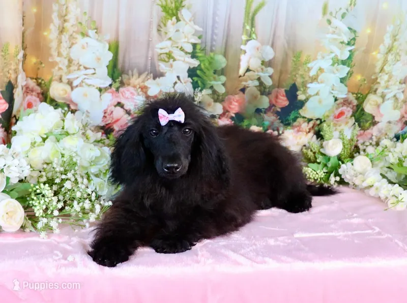 Milan – Poodle - Miniature  puppy for sale in Dothan, AL